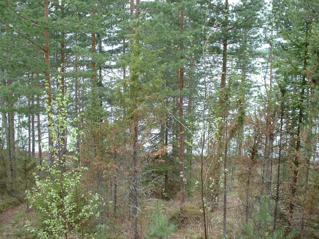 Pitkaeniemen Lomamoekit Vila Joutsa Exterior foto